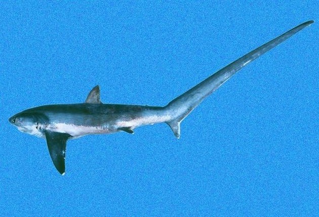 Shark thresher big eye Cavalier & Blue Marlin Sport Fishing Gran Canaria