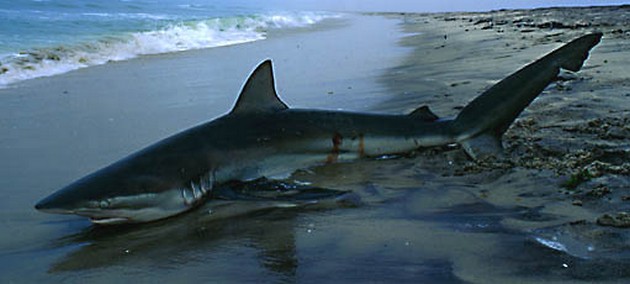 Shark copper Cavalier & Blue Marlin Sport Fishing Gran Canaria