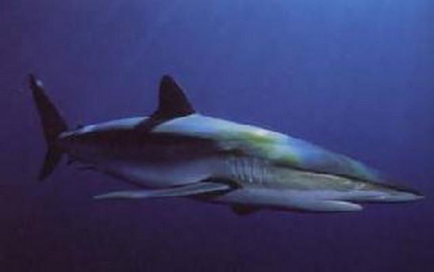 Shark silky Cavalier & Blue Marlin Sport Fishing Gran Canaria