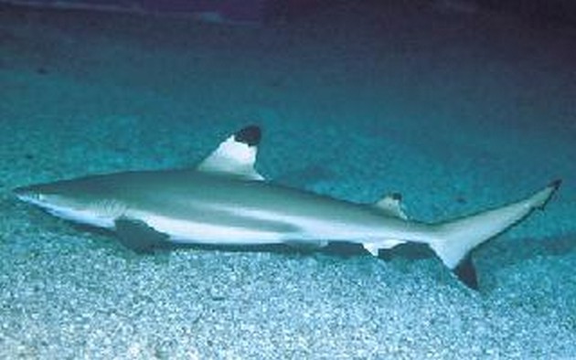 Shark black tip Cavalier & Blue Marlin Sport Fishing Gran Canaria