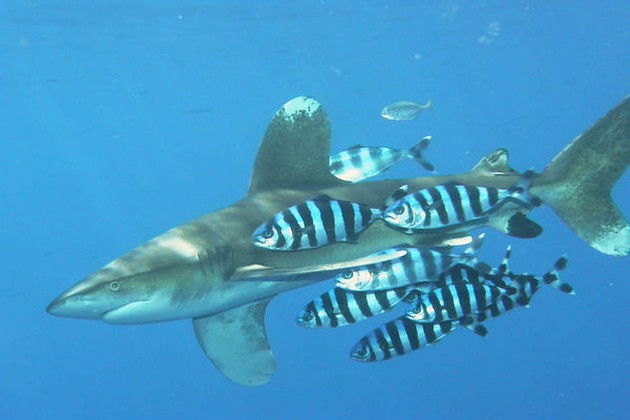 Shark white tip Cavalier & Blue Marlin Sport Fishing Gran Canaria