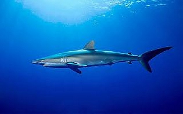 Shark dusky Cavalier & Blue Marlin Sport Fishing Gran Canaria