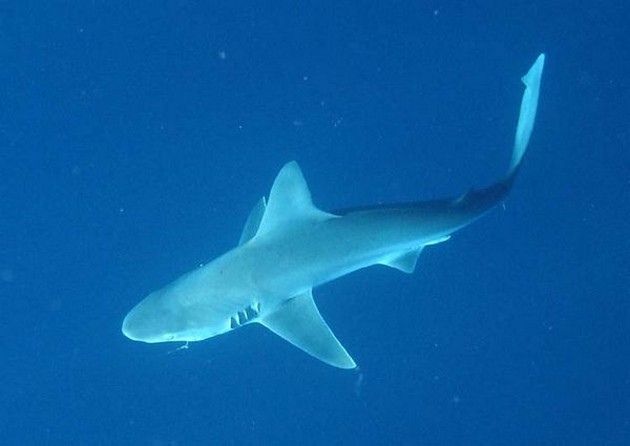 Sandbar shark  Cavalier & Blue Marlin Sport Fishing Gran Canaria