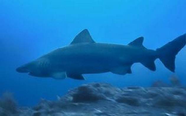 Shark sand tiger  Cavalier & Blue Marlin Sport Fishing Gran Canaria