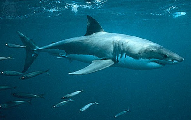 Shark great white Cavalier & Blue Marlin Sport Fishing Gran Canaria