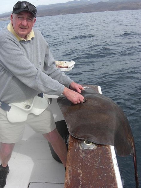 roughtail stingray Cavalier & Blue Marlin Sport Fishing Gran Canaria