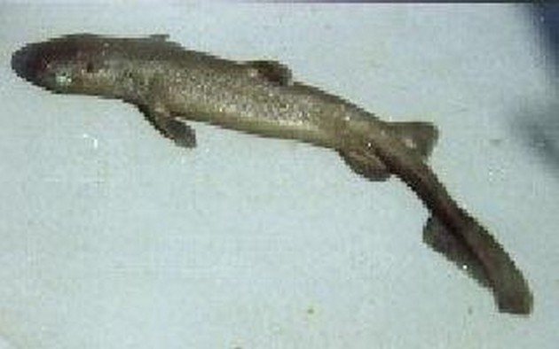 Shark kite fin Cavalier & Blue Marlin Sport Fishing Gran Canaria