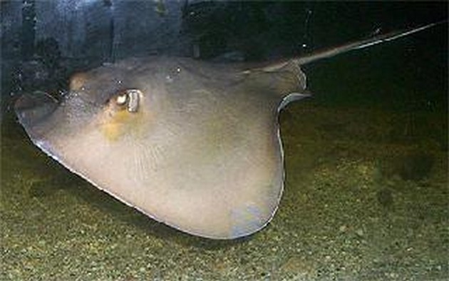 Stingray common Cavalier & Blue Marlin Sport Fishing Gran Canaria