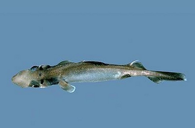 Dogfish bird beak Cavalier & Blue Marlin Sport Fishing Gran Canaria