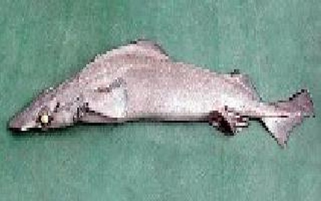 Dogfish rough longnose Cavalier & Blue Marlin Sport Fishing Gran Canaria