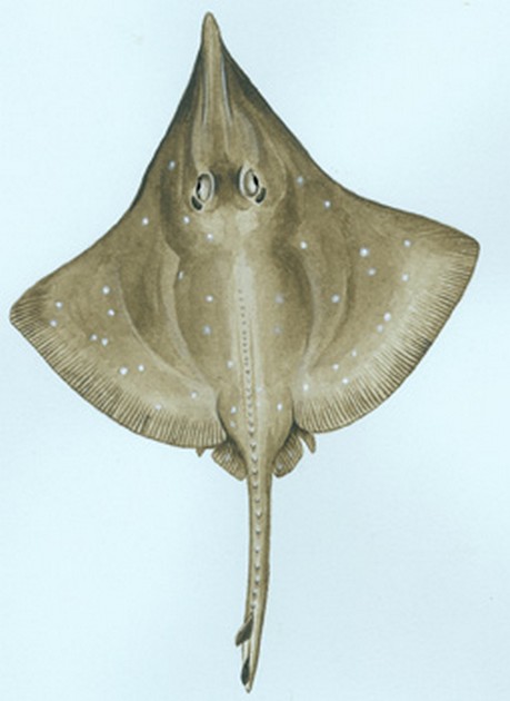 Skate long nose Cavalier & Blue Marlin Sport Fishing Gran Canaria