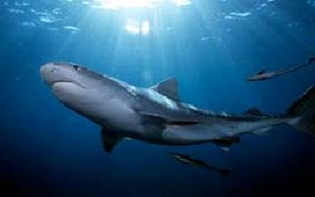 Shark tiger Cavalier & Blue Marlin Sport Fishing Gran Canaria