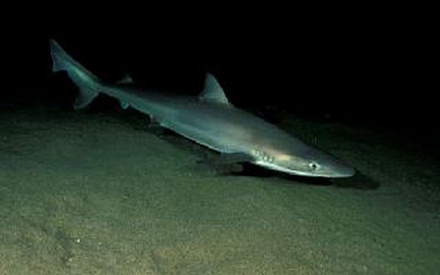 Shark tope Cavalier & Blue Marlin Sport Fishing Gran Canaria