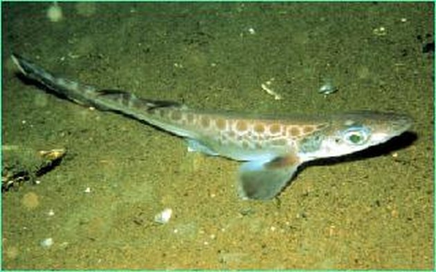 Catshark black mouth Cavalier & Blue Marlin Sport Fishing Gran Canaria