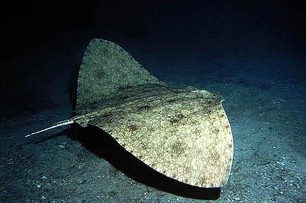 Ray butterfly spiny Cavalier & Blue Marlin Sport Fishing Gran Canaria