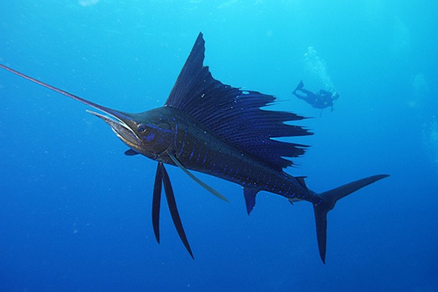 Poisson Voilier - Cavalier & Blue Marlin Sportfischen Gran Canaria
