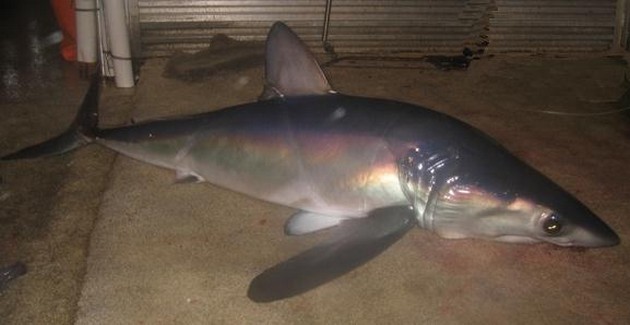Shark mako longfin Cavalier & Blue Marlin Sport Fishing Gran Canaria