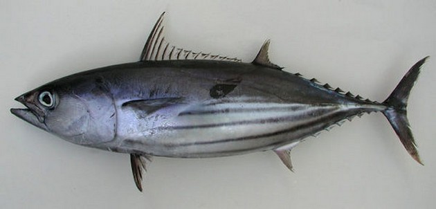 Tonnetto Striato - Cavalier & Blue Marlin Sportfischen Gran Canaria