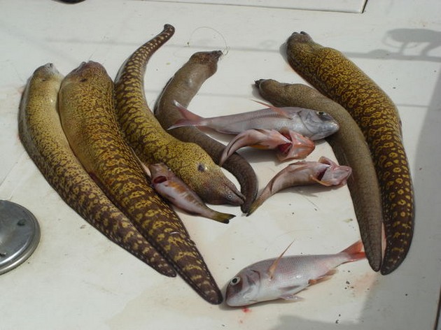 MORAY EELS<br><br>The last two days there has been caught - Cavalier & Blue Marlin Sport Fishing Gran Canaria