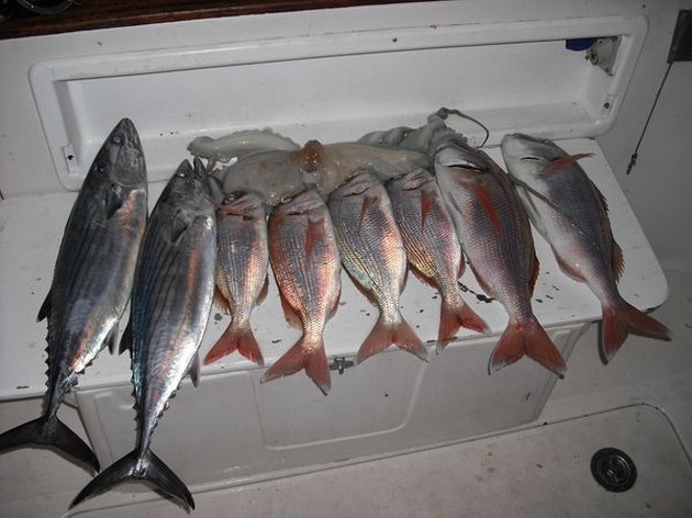 bonito's & snappers Cavalier & Blue Marlin Sport Fishing Gran Canaria