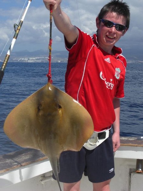 common stingray Cavalier & Blue Marlin Sport Fishing Gran Canaria