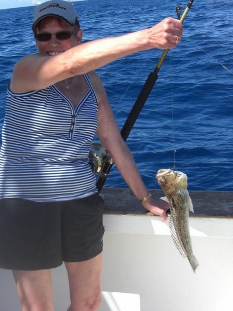 steaked weever Cavalier & Blue Marlin Sport Fishing Gran Canaria