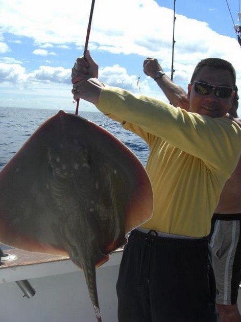 common stingray Cavalier & Blue Marlin Sport Fishing Gran Canaria