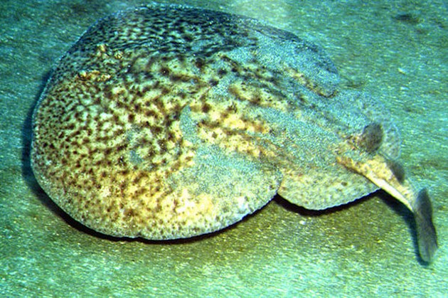 SPOTTED TORPEDO Igår och idag var det två dagar - Cavalier & Blue Marlin Sport Fishing Gran Canaria