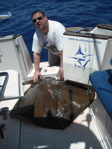 common stingray Cavalier & Blue Marlin Sport Fishing Gran Canaria