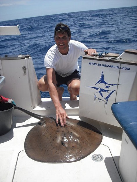 round stingray Cavalier & Blue Marlin Sport Fishing Gran Canaria