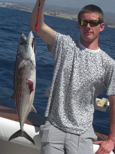 atlantic bonito Cavalier & Blue Marlin Sport Fishing Gran Canaria