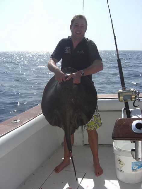 roughtail stingray Cavalier & Blue Marlin Sport Fishing Gran Canaria