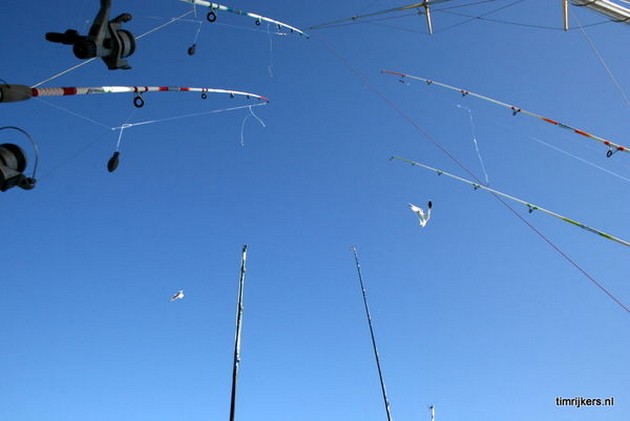 SNAPPERS Y STINGRAYS El pasado domingo ha habido - Cavalier & Blue Marlin Sport Fishing Gran Canaria