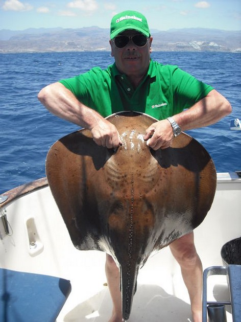 roughtail stingray Cavalier & Blue Marlin Sport Fishing Gran Canaria