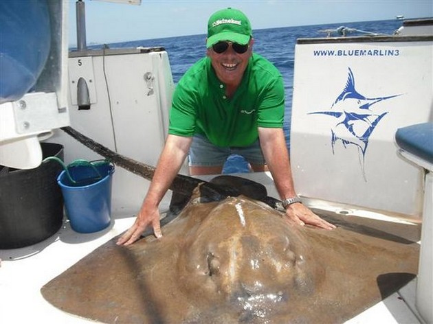 16/05 common stingray Cavalier & Blue Marlin Sport Fishing Gran Canaria