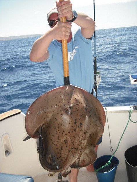 roughtail stingray Cavalier & Blue Marlin Sport Fishing Gran Canaria