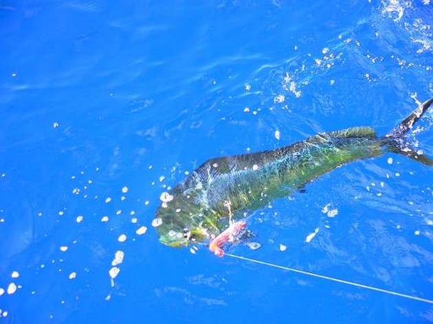 DORADO EN SPEERVISSEN<br><br>Het slepend seizoen is langzaam - Cavalier & Blue Marlin Sport Fishing Gran Canaria