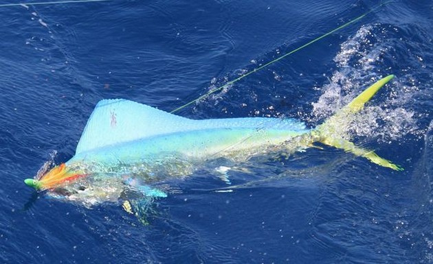 SUPER VISDAG<br><br>Wat kan het `onvoorspelbare` een visdag - Cavalier & Blue Marlin Sport Fishing Gran Canaria
