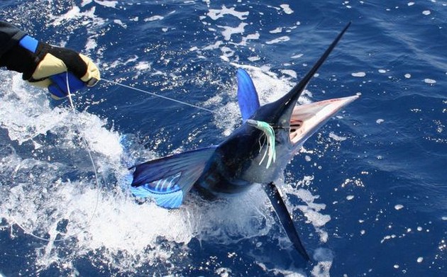 white marlin Cavalier & Blue Marlin Sport Fishing Gran Canaria