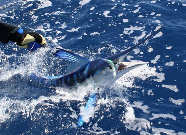 white marlin Cavalier & Blue Marlin Sport Fishing Gran Canaria