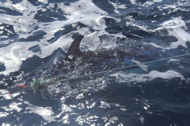 29/05 spearfish Cavalier & Blue Marlin Sport Fishing Gran Canaria