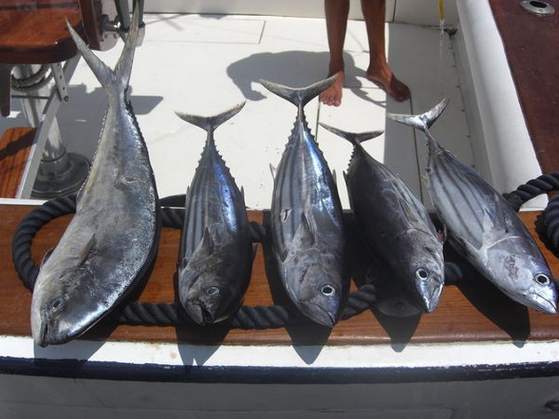 BAIT FISH Båtarna hade mycket aktivitet, men tyvärr - Cavalier & Blue Marlin Sport Fishing Gran Canaria