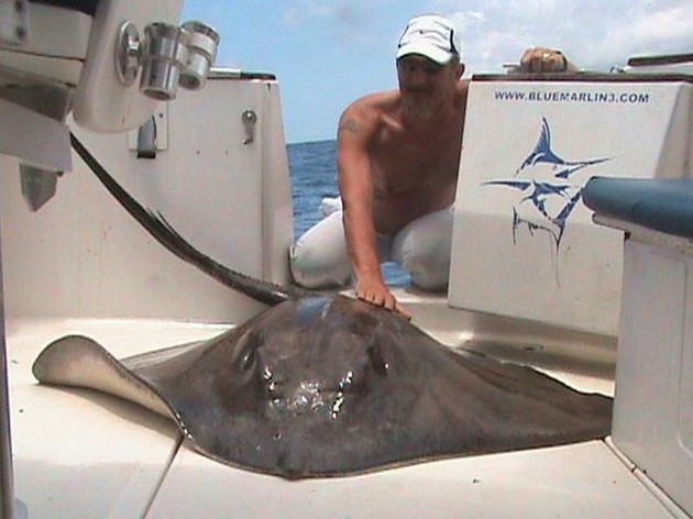 roughtail stingray Cavalier & Blue Marlin Sport Fishing Gran Canaria