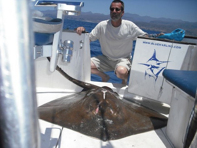 TAGGED 500 POUNDER Denna enorma blå marlin kom som en - Cavalier & Blue Marlin Sport Fishing Gran Canaria