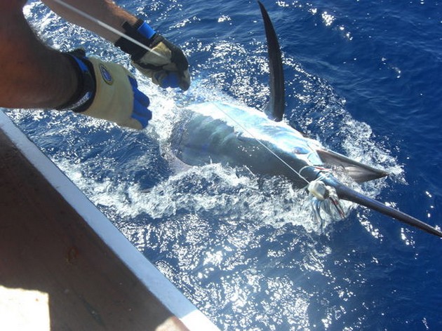 09/06 blue marlin Cavalier & Blue Marlin Sport Fishing Gran Canaria