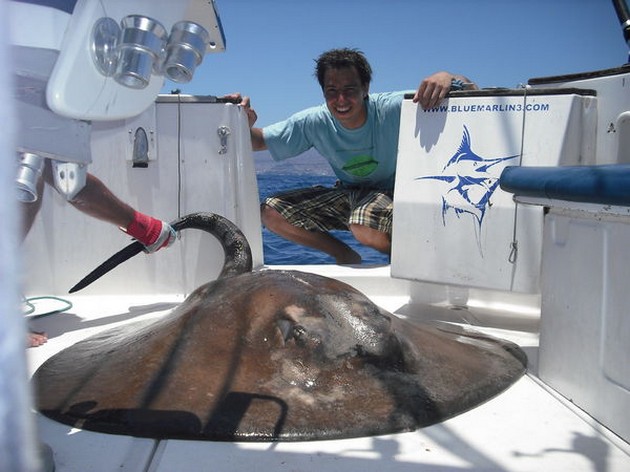 round stingray Cavalier & Blue Marlin Sport Fishing Gran Canaria