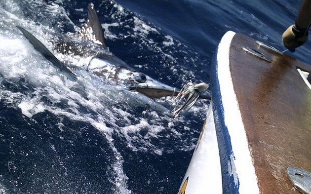 blue marlin Cavalier & Blue Marlin Sport Fishing Gran Canaria
