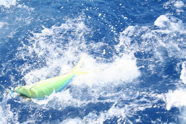  - Cavalier & Blue Marlin Sport Fishing Gran Canaria