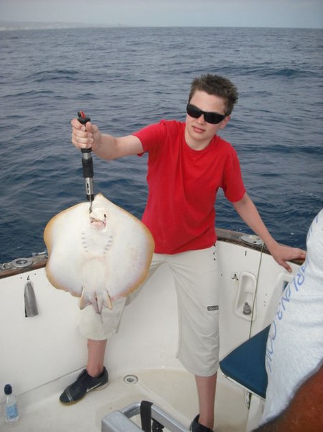 common stingray Cavalier & Blue Marlin Sport Fishing Gran Canaria