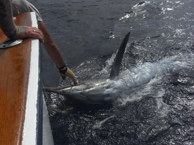 CAVALIER TAGGED 660 LBS BLUE MARLIN<br><br>Today there has - Cavalier & Blue Marlin Sport Fishing Gran Canaria